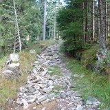 2015 Bayerischer Wald